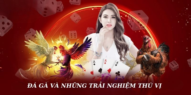 Đá gà BK8 và những trải nghiệm thú vị